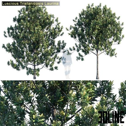 Tristanopsis Laurina 0(3dline.net)