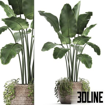 A beautiful lush banana palm bushSet 412(3dline.net)