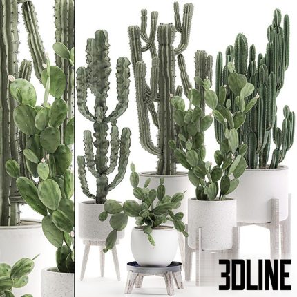Collection of cacti in white pots Set 571(3dline.net)