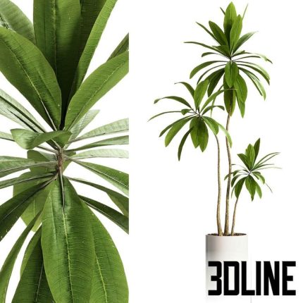 Indoor Plants - 25 Plants in pot(3dline.net)