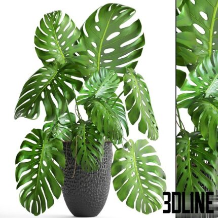 MONSTERA 6 BIG(3dline.net)