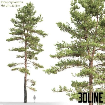 Pinus Sylvestris 18  23 6m (3dline.net)