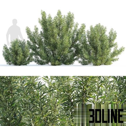 Sea buckthorn bushes set Hippophae rhamnoides set (3dline.net)