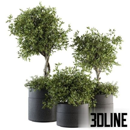 indoor Plant Set 193 – Tree in pot 0(3dline.net)