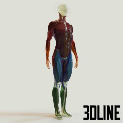 muscle groups skeleton system  (3dline.net)