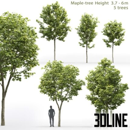 Maple 3 7 6 m(3dline.net)