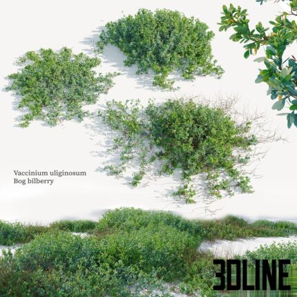 Vaccinium uliginosum(3dline.net)