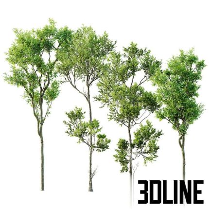 Fagus Grandifolia and Celtis Australis(3dline.net)