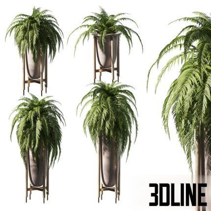 Fern in pots (3dline.net)