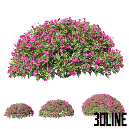 Mirabilis jalapa 40 Fuchsia August Mirabilis jalapa(3dline.net)