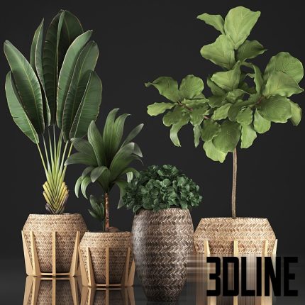 Plant collection 348(3dline.net)