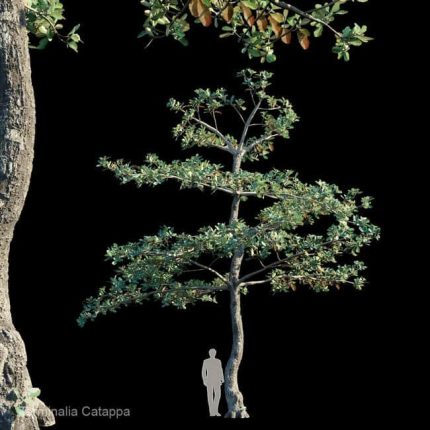 Terminalia catappa(3dline.net)
