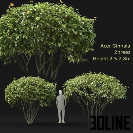High-resolution 3D model set of two Acer Ginnala trees/shrubs (2.5-2.8m) for exterior park and garden rendering