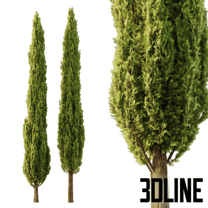 Italian Cypress Tree06(3dline.net)