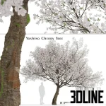 High-resolution 3D model of a Yoshino Cherry Tree (Prunus yedoensis) in full bloom for exterior spring visualization
