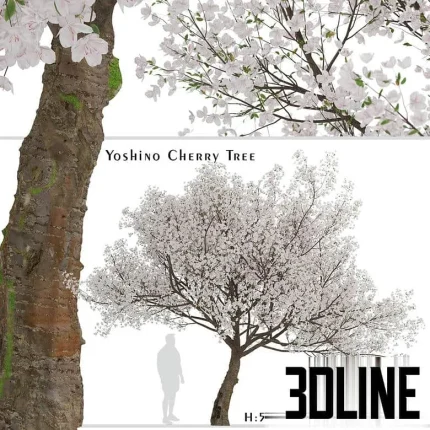 High-resolution 3D model of a Yoshino Cherry Tree (Prunus yedoensis) in full bloom for exterior spring visualization