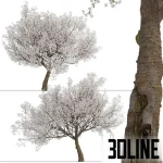 High-resolution 3D model of a Yoshino Cherry Tree (Prunus yedoensis) in full bloom for exterior spring visualization
