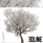 High-resolution 3D model of a Yoshino Cherry Tree (Prunus yedoensis) in full bloom for exterior spring visualization
