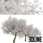 High-resolution 3D model of a Yoshino Cherry Tree (Prunus yedoensis) in full bloom for exterior spring visualization