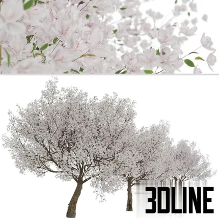 High-resolution 3D model of a Yoshino Cherry Tree (Prunus yedoensis) in full bloom for exterior spring visualization