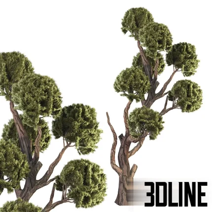 3D model of a large Topiary Ball Tree (Niwaki style), featuring a thick, gnarled textured trunk and multiple distinct clusters of dense green foliage balls arranged in a cloud-like formation.