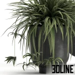 High-quality 3D model collection of indoor plants featuring a large-leaf Alocasia, a tall Dracaena, and a fruiting orange tree, styled in matte black pots and textured woven baskets.