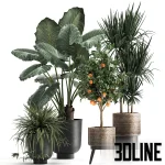 High-quality 3D model collection of indoor plants featuring a large-leaf Alocasia, a tall Dracaena, and a fruiting orange tree, styled in matte black pots and textured woven baskets.