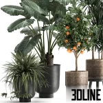 High-quality 3D model collection of indoor plants featuring a large-leaf Alocasia, a tall Dracaena, and a fruiting orange tree, styled in matte black pots and textured woven baskets.