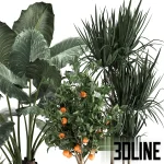 High-quality 3D model collection of indoor plants featuring a large-leaf Alocasia, a tall Dracaena, and a fruiting orange tree, styled in matte black pots and textured woven baskets.