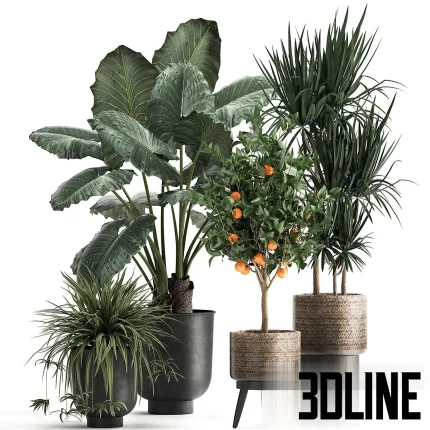 High-quality 3D model collection of indoor plants featuring a large-leaf Alocasia, a tall Dracaena, and a fruiting orange tree, styled in matte black pots and textured woven baskets.
