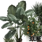 High-quality 3D model collection of indoor plants featuring a large-leaf Alocasia, a tall Dracaena, and a fruiting orange tree, styled in matte black pots and textured woven baskets.