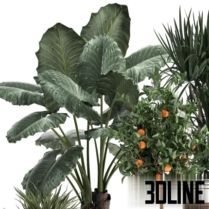 High-quality 3D model collection of indoor plants featuring a large-leaf Alocasia, a tall Dracaena, and a fruiting orange tree, styled in matte black pots and textured woven baskets.