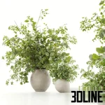 High-resolution 3D model set of lush decorative bush plants in round concrete vases for interior table staging