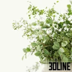 High-resolution 3D model set of lush decorative bush plants in round concrete vases for interior table staging