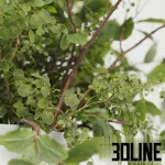 High-resolution 3D model set of lush decorative bush plants in round concrete vases for interior table staging