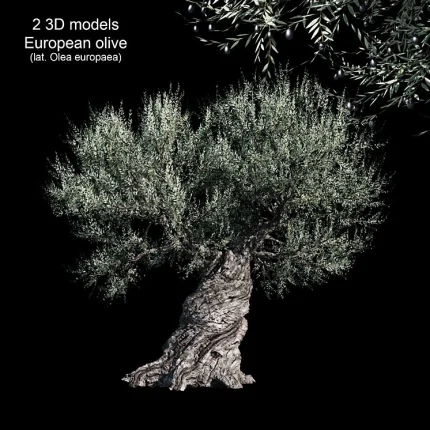 High-resolution 3D model of the European Olive Tree with a thick, twisted trunk and dense canopy of silver-green leaves and black olives.