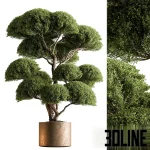 Indoor Plant 638, a stylized boxwood topiary tree with a thick, sculptural trunk and meticulously shaped, dense green foliage balls, set in a textured bronze or copper metallic cylinder planter.