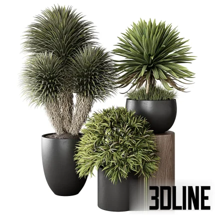 3D model set of three ornamental indoor plants including Yucca and leafy shrubs, potted in modern dark grey planters with gold rims, one featured on a wooden pedestal.