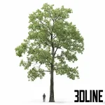 Detailed 3D model of a large, mature deciduous oak tree (Quercus), featuring dense green foliage and a tall, textured trunk for exterior landscape scenes.