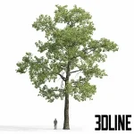 Detailed 3D model of a large, mature deciduous oak tree (Quercus), featuring dense green foliage and a tall, textured trunk for exterior landscape scenes.