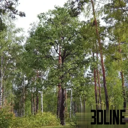 Detailed 3D model of a large, mature deciduous oak tree (Quercus), featuring dense green foliage and a tall, textured trunk for exterior landscape scenes.