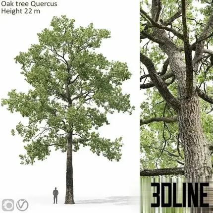 Detailed 3D model of a large, mature deciduous oak tree (Quercus), featuring dense green foliage and a tall, textured trunk for exterior landscape scenes.