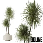 3D model set of large indoor decorative plants including Strelitzia (Bird of Paradise), Dracaena, and leafy trees, potted in textured beige ceramic planters.