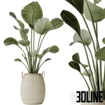 3D model set of large indoor decorative plants including Strelitzia (Bird of Paradise), Dracaena, and leafy trees, potted in textured beige ceramic planters.