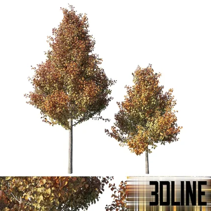 Detailed 3D model of the Pyrus Calleryana 'Chanticleer' tree, a medium-sized ornamental plant featuring dense foliage with autumnal green, yellow, and red colors for exterior scenes.