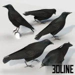Detailed 3D model set of the Carrion Crow bird, a realistic black feathered animal asset standing on a neutral surface, perfect for exterior or interior scene details.