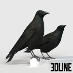 Detailed 3D model set of the Carrion Crow bird, a realistic black feathered animal asset standing on a neutral surface, perfect for exterior or interior scene details.