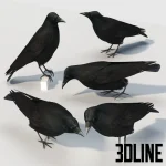 Detailed 3D model set of the Carrion Crow bird, a realistic black feathered animal asset standing on a neutral surface, perfect for exterior or interior scene details.