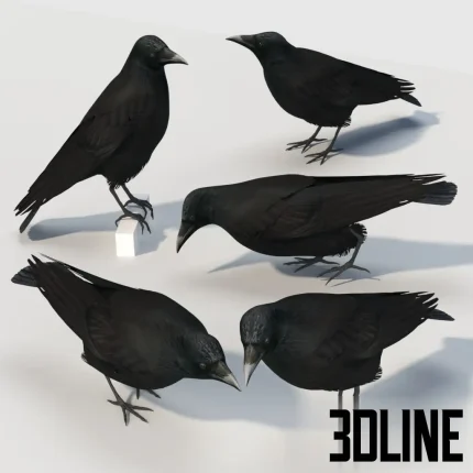 Detailed 3D model set of the Carrion Crow bird, a realistic black feathered animal asset standing on a neutral surface, perfect for exterior or interior scene details.