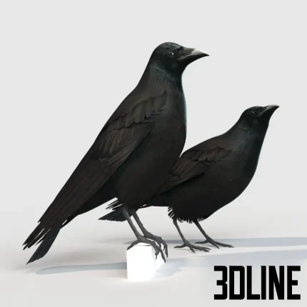 Detailed 3D model set of the Carrion Crow bird, a realistic black feathered animal asset standing on a neutral surface, perfect for exterior or interior scene details.